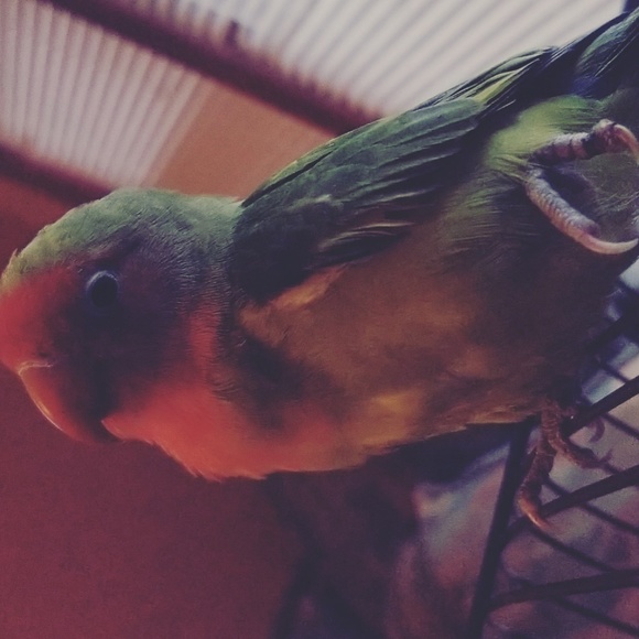 Meet your Posher, Elizabeth - Picture 1 of 1